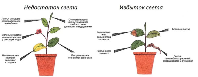 Za dużo i za mało światła dla roślin