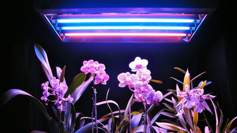 Growing plants under UV light