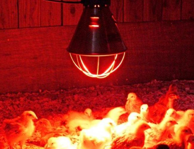 Chicken coop heating in winter with an infrared lamp