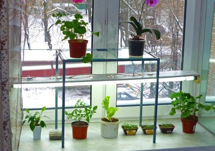 Features of the lamp to grow seedlings at home