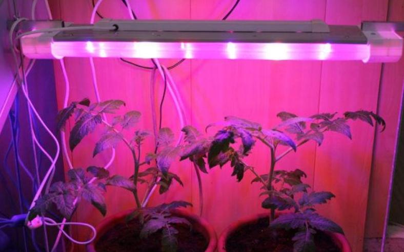 Features of the lamp for growing seedlings at home