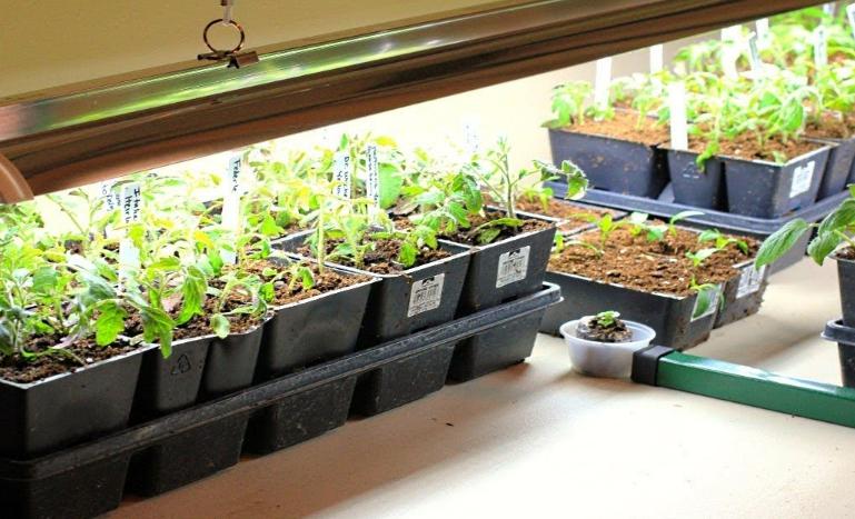 Light greatly improves seedling development