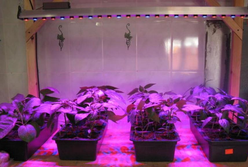 ideal growing conditions for plants