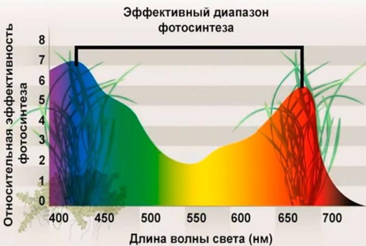 La gamme effective pour la photosynthèse des plantes.