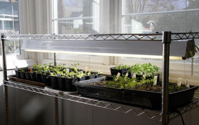 Features of the bulb to grow seedlings at home