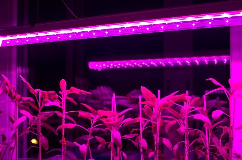 How to choose a grow light