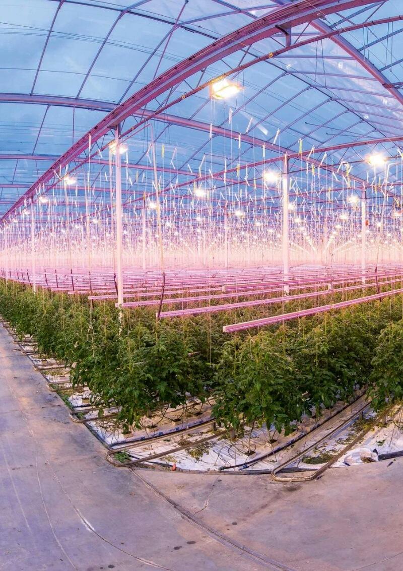 Simulation de l'ensoleillement pour la culture de plantes en serres.